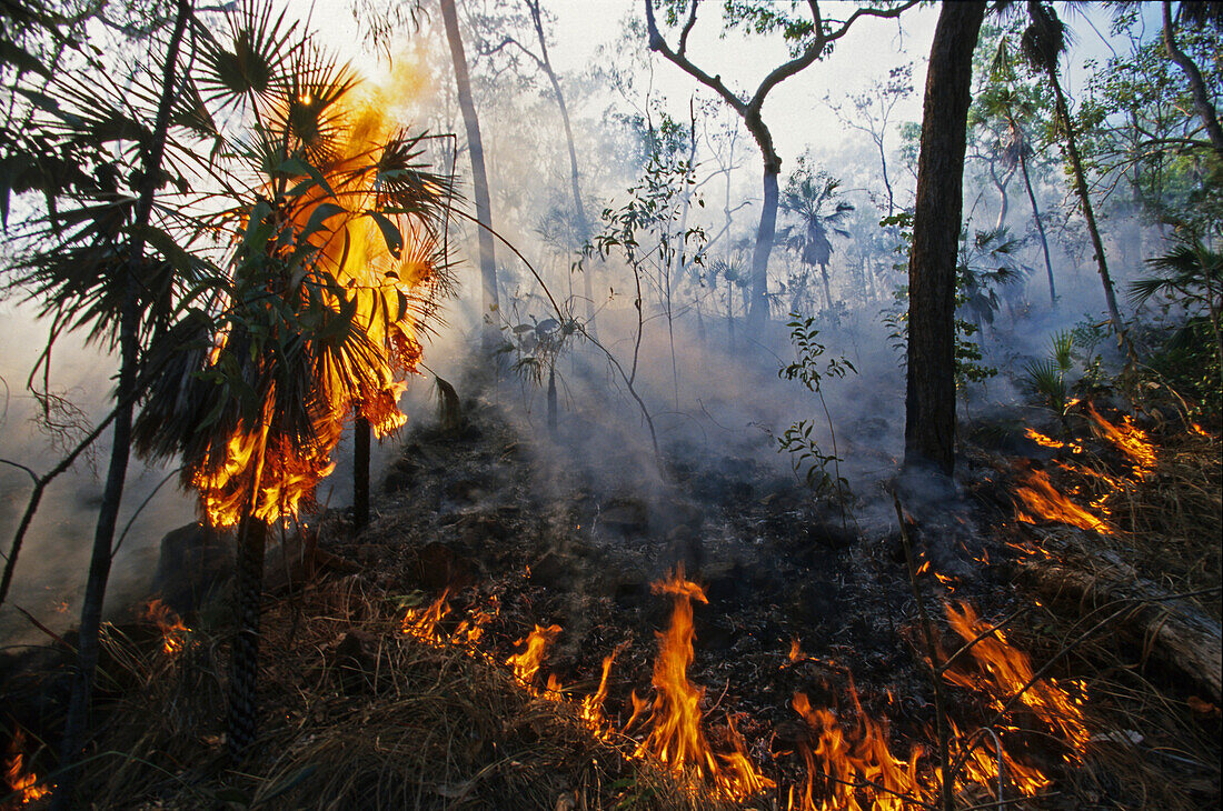 Buschfeuer in Litchfield Nationalpark, Waldbrand im Sommer nach Trockenperiode, Nordaustralien, Australien