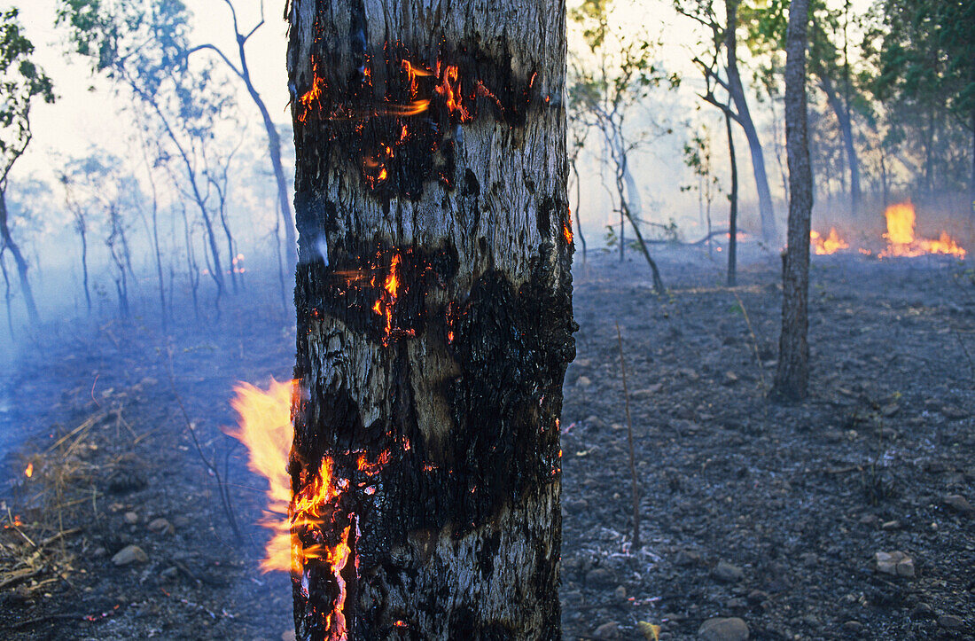 Bushfire, Litchfield NP, Australien, Summer Bushfire in Litchfield National Park, after dry period, Waldbrand im Sommer in outback Australiens Dry season