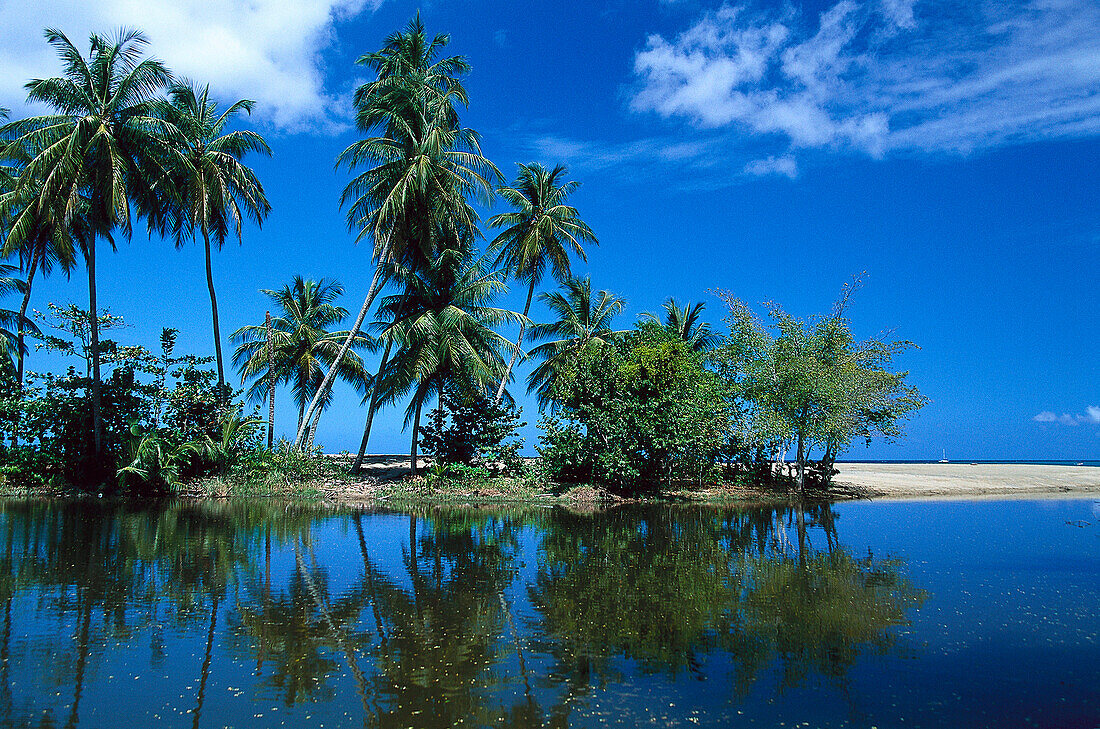Palmenstrand, Kokospalmen, Tobago West Indies, Karibik