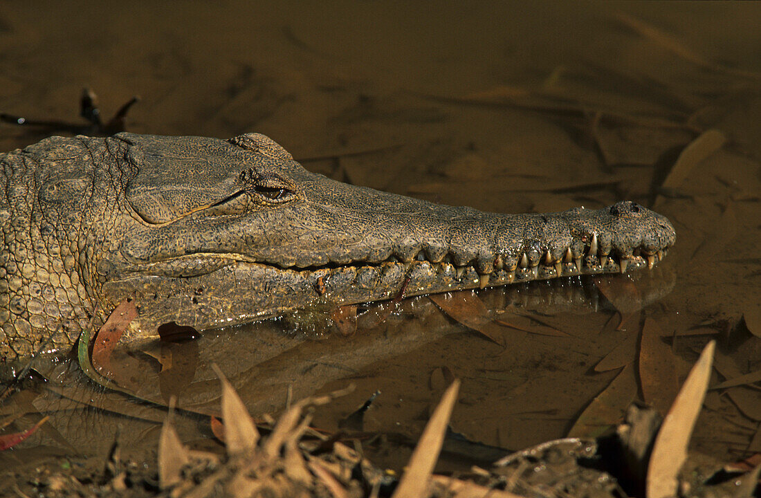 Nahaufnahme von Süßwasserkrokodil, Queensland, Australien