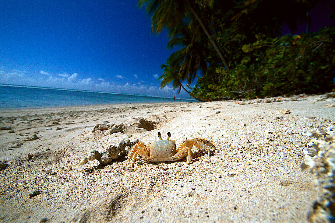 Krabbe, Geisterkrabbe, Sandstrand, Kokospalmen, Tobago, West Indies, Karibik