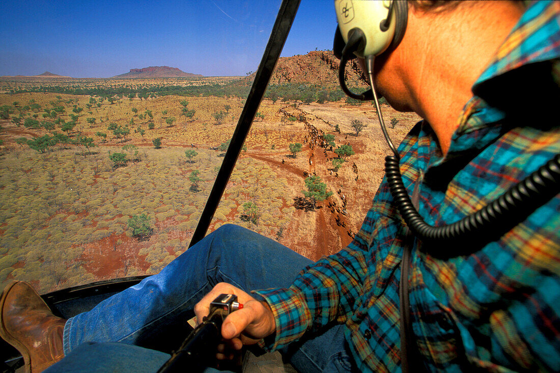 Blick auf Rinderherde von oben, Cockpit, Sterling Buntine, Lansdowne Station, Kimberley, Westaustralien, Australien