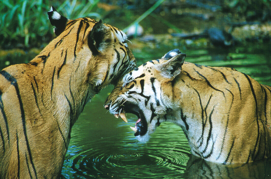 Two Royal Bengal tigers in the water, Panthera tigris tigris, India