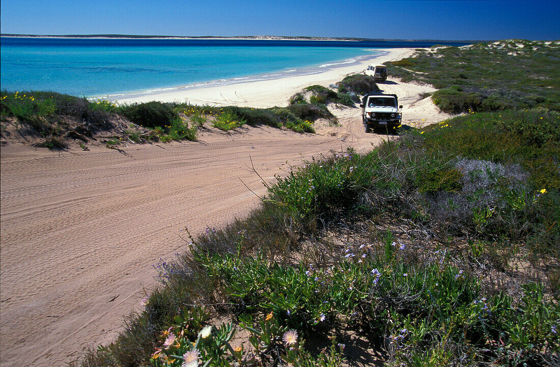 Car driving down to a sandy beach with an ocean view, Shark Bay, Western Australia, Australia