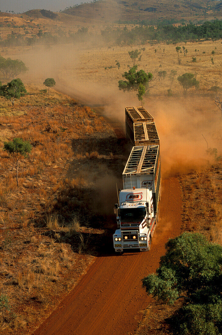 Road Train, Rindertransport, Kimberleys, Western Australia