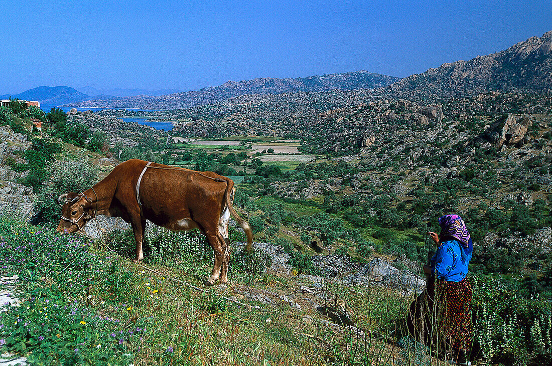 Farmer tending a cow, lake Bafa, Latmos mountains, Southwest Turkey, Turkey