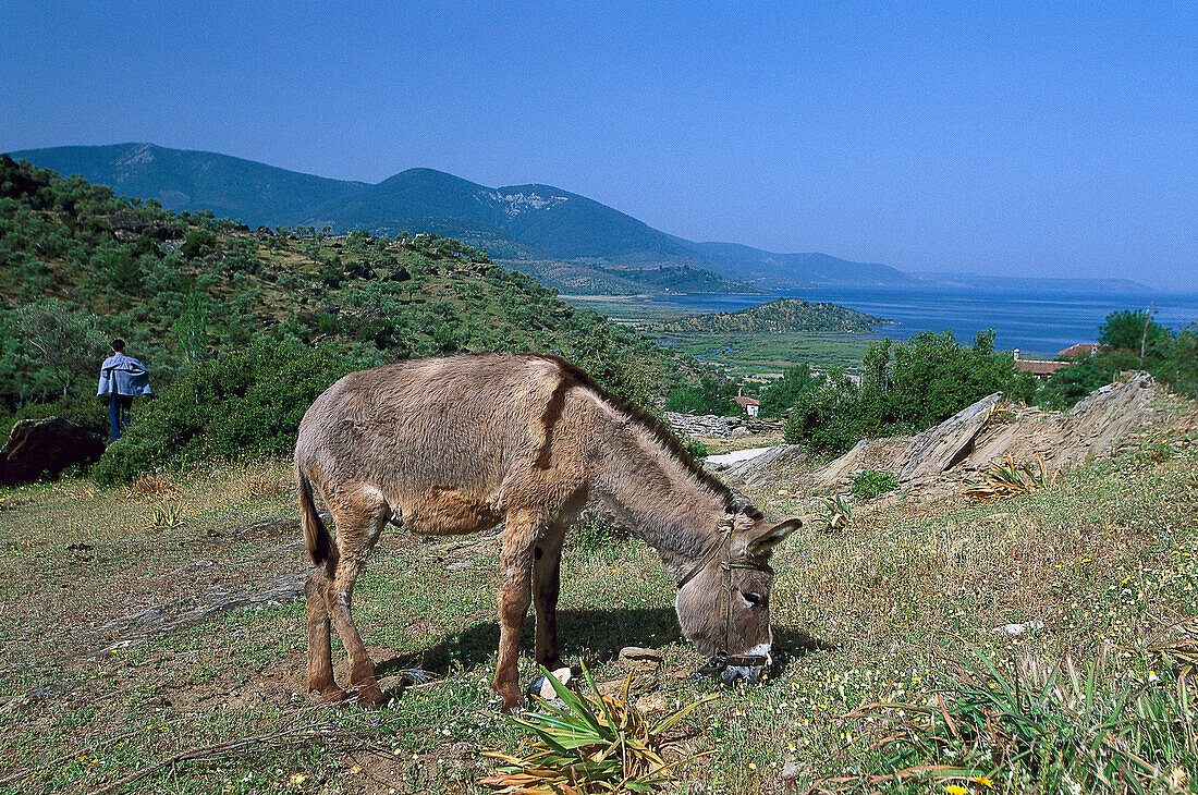 Esel, Bafa See, S/W-Türkei Türkei