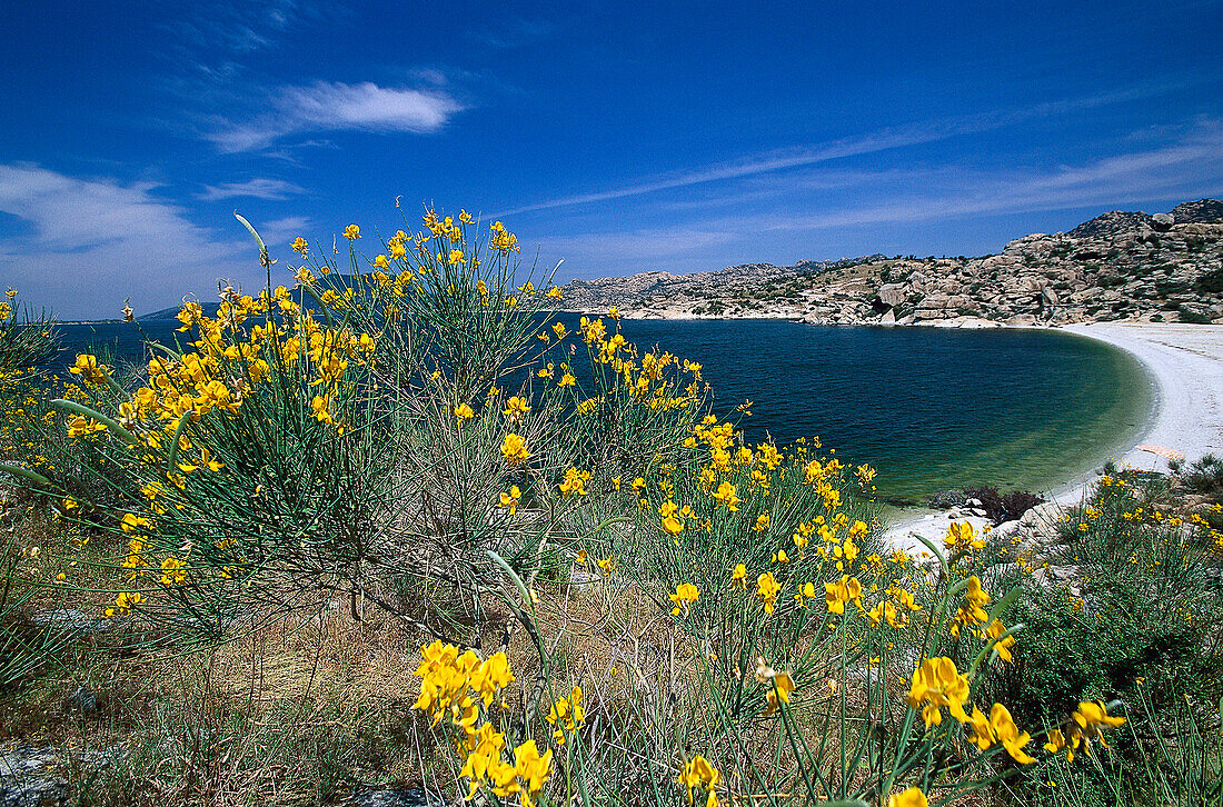 Broom on the Twin Islands, Bafa Sea, Turkey