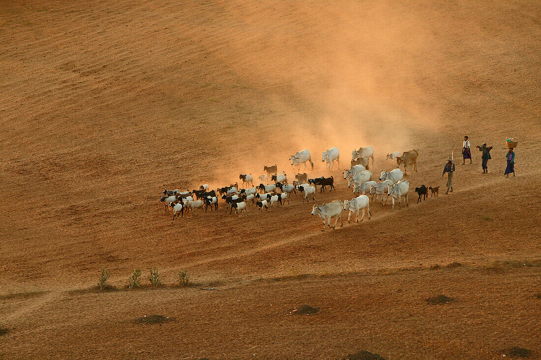 Herd of goats, cows, Bagan, Myanmar