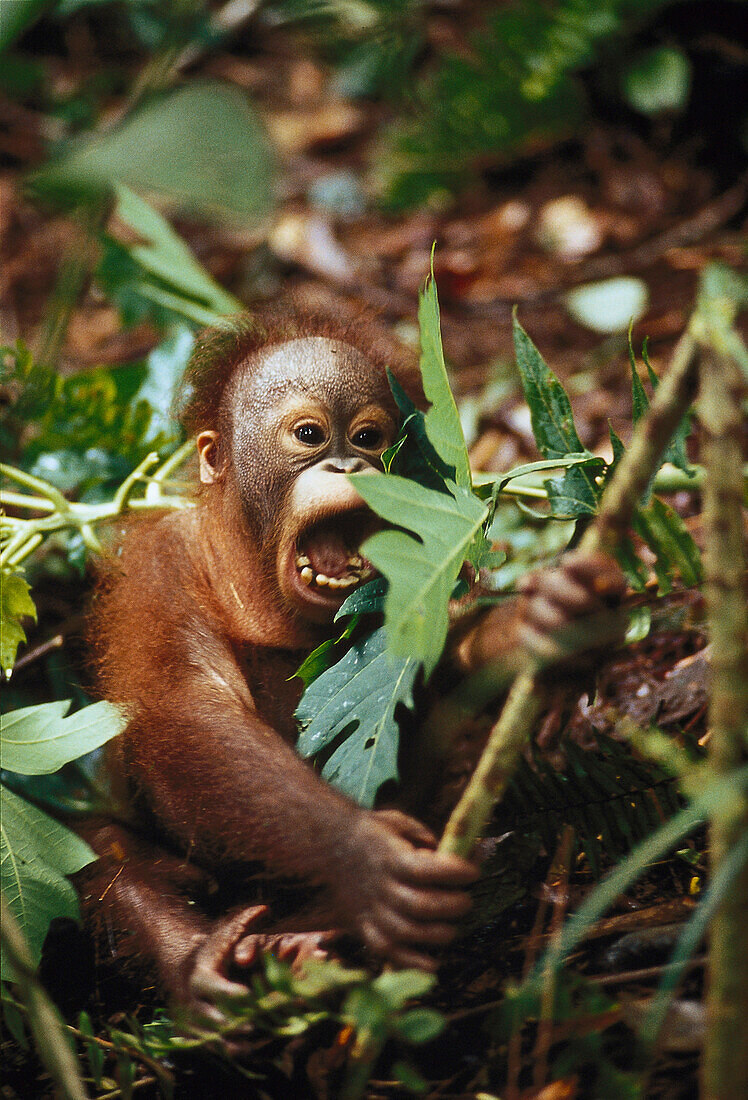 Orang Utan, Gunung Leuser Nationalpark, Sumatra, Indonesien, Asien