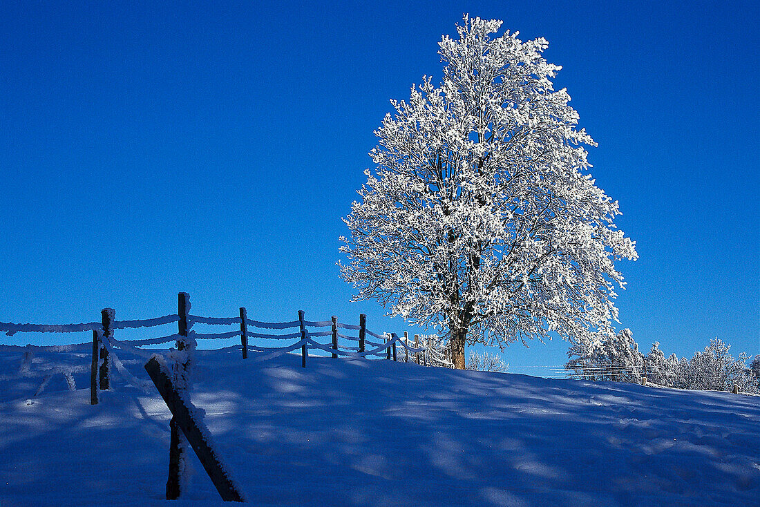 Snow covered landscape, Winter landscape