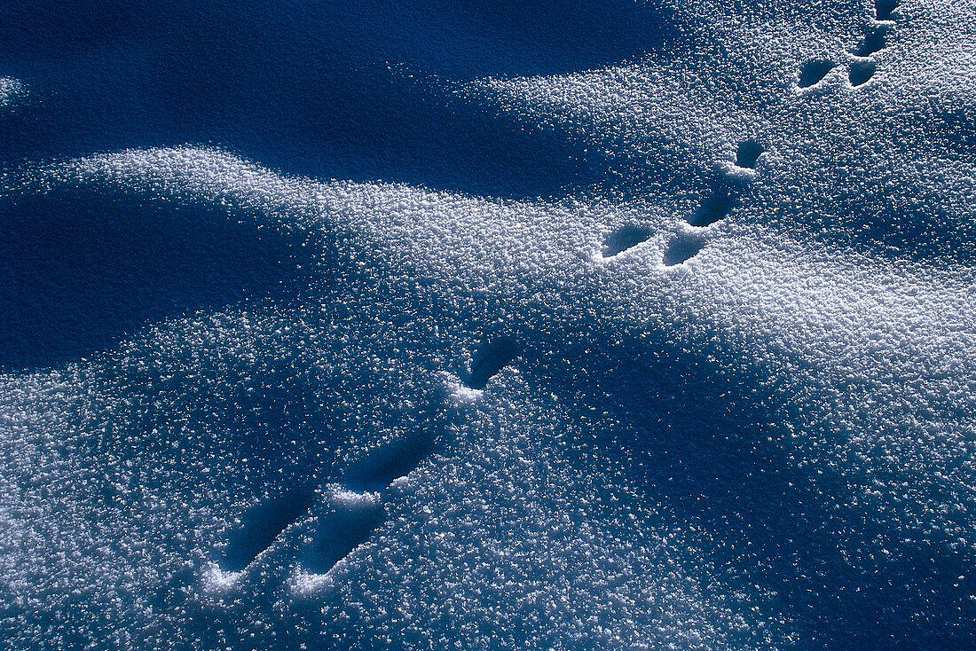 Spuren im Schnee, Winterlandschaft