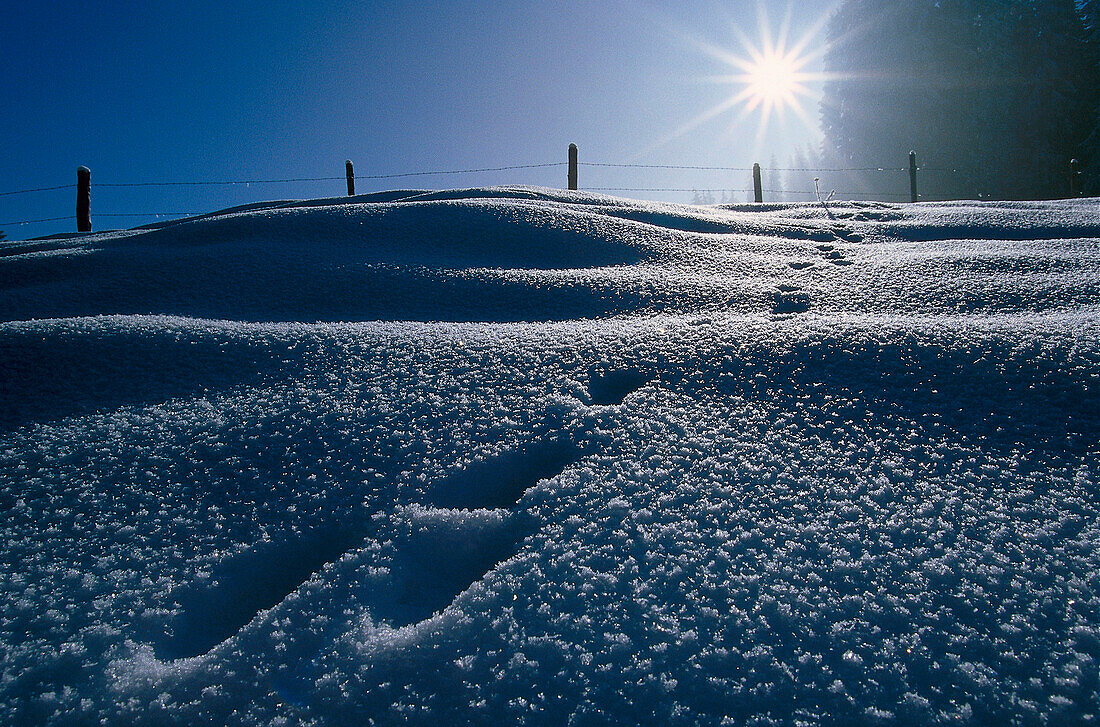 Animal tracks in the snow, Winter landscape
