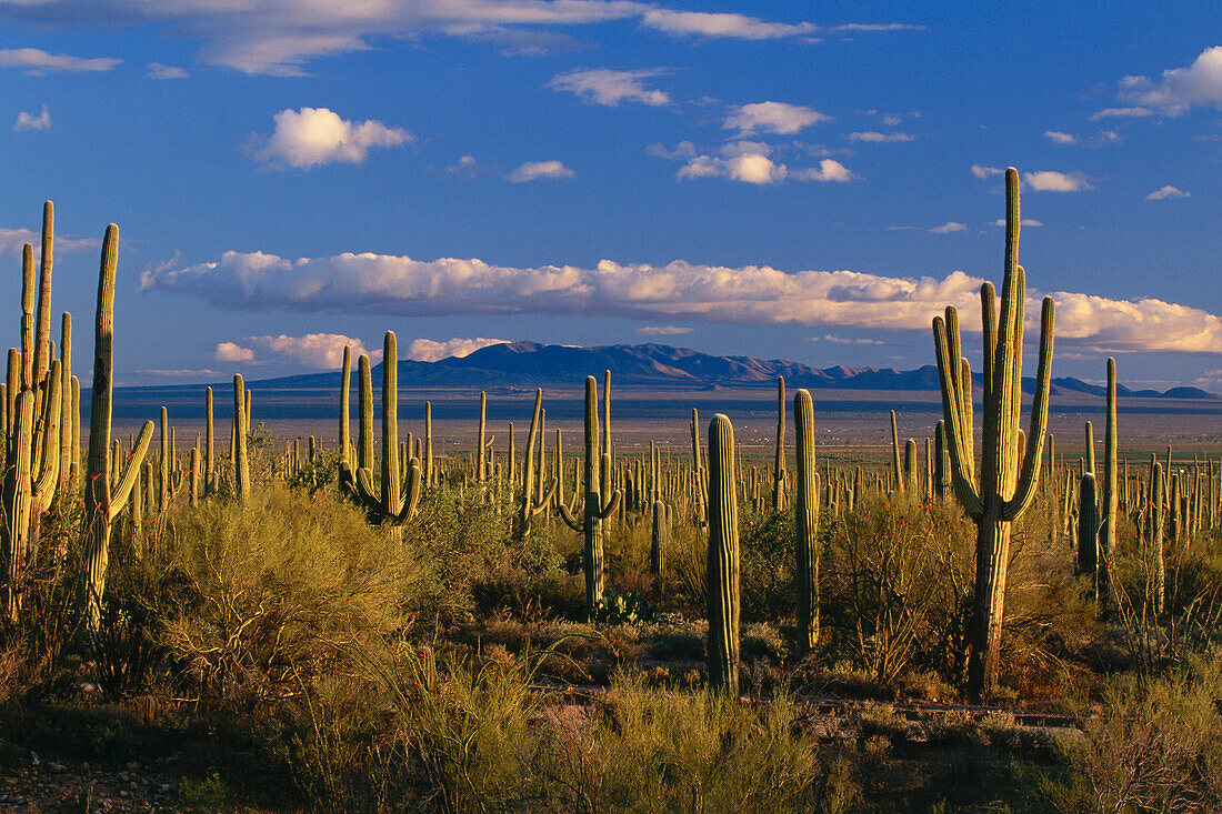 Saguaro Cacti, Sonora Desert, Saguaro National Monument, Arizona, USA