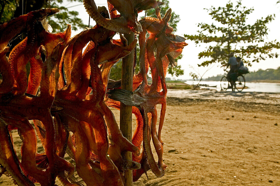 dried fish hanging at roadside shop, Myanmar