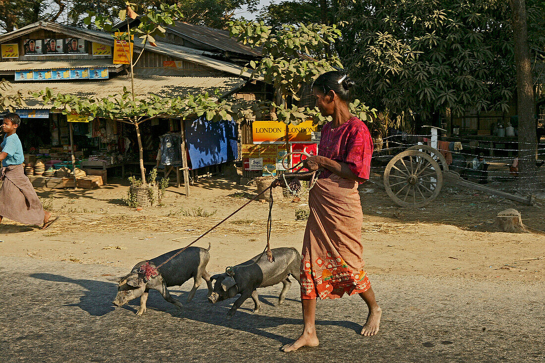 Walking the pigs to graze across the road, Frau überquert mit kleinen Schweinen die Strasse