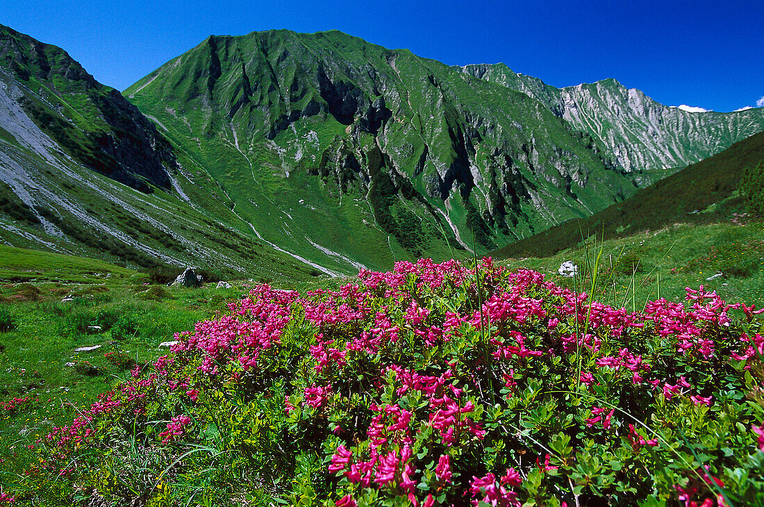Rhododendron hirsutum growing in the mountains, Lechtaler Alps, Austria
