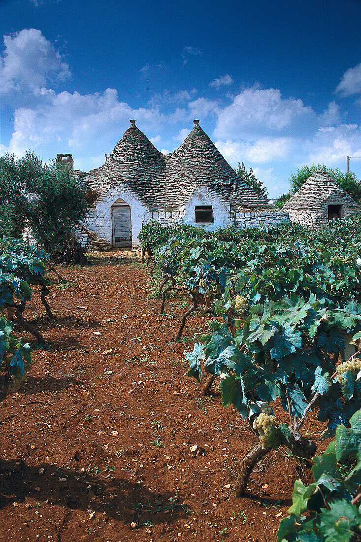 Trullo House in a vineyard, Apulia, Italy