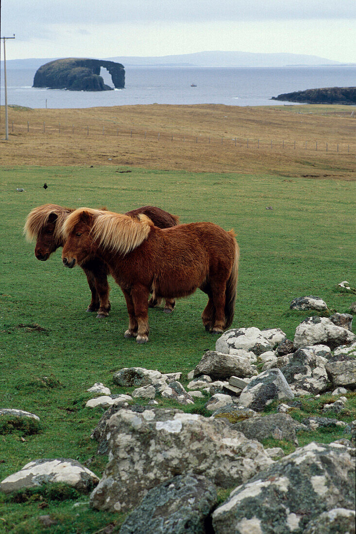 Shetland-Ponies, Mainland, Shetland Schottland, Grossbritannien