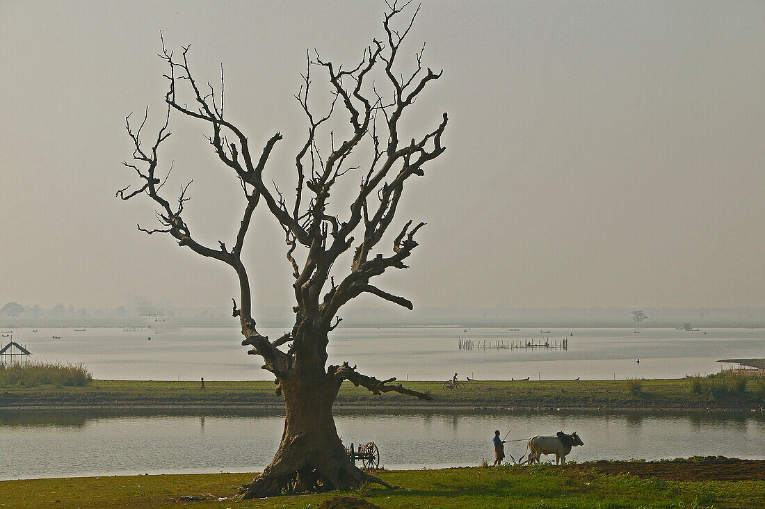 Leafless tree by lake, Burma, Riesiger blattloser Baum am Taungthaman See bei Amarapura, Mandalay