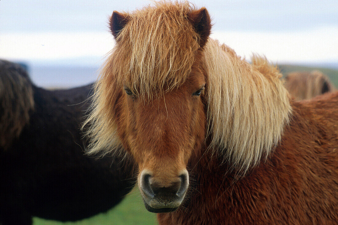 Shetland-Ponies, Mainland, Shetland Schottland, Grossbritanen