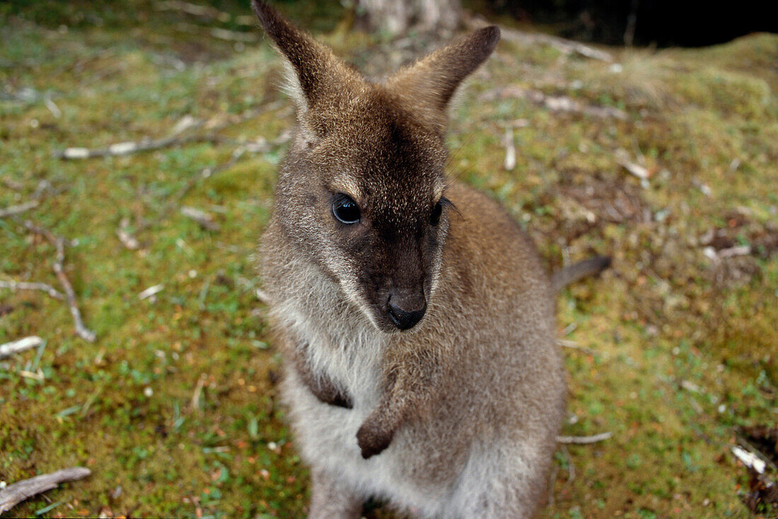 Bennetts Wallaby, Overland Track, Cradle mountain-Lake St. Clair NP Tasmanien, Australien
