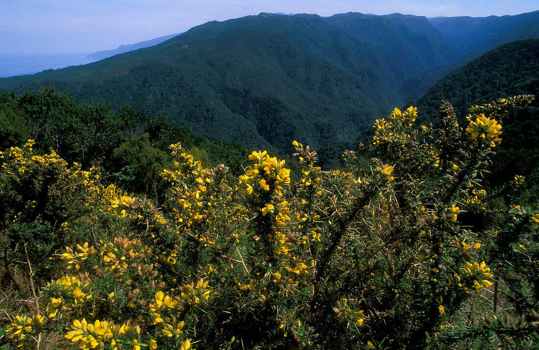 View of the valley, Island, Ribeira da Janela Madeira, Portugal