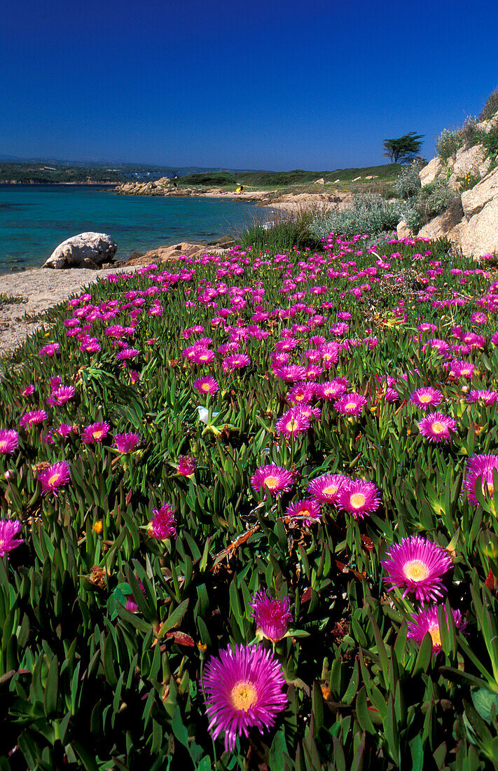 Violet flowers of Sant Amanza, Bonifacio, Corsica, France