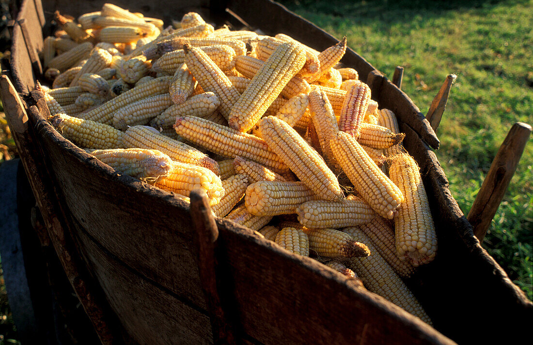 Corn harvest, Gemiera, Portugal