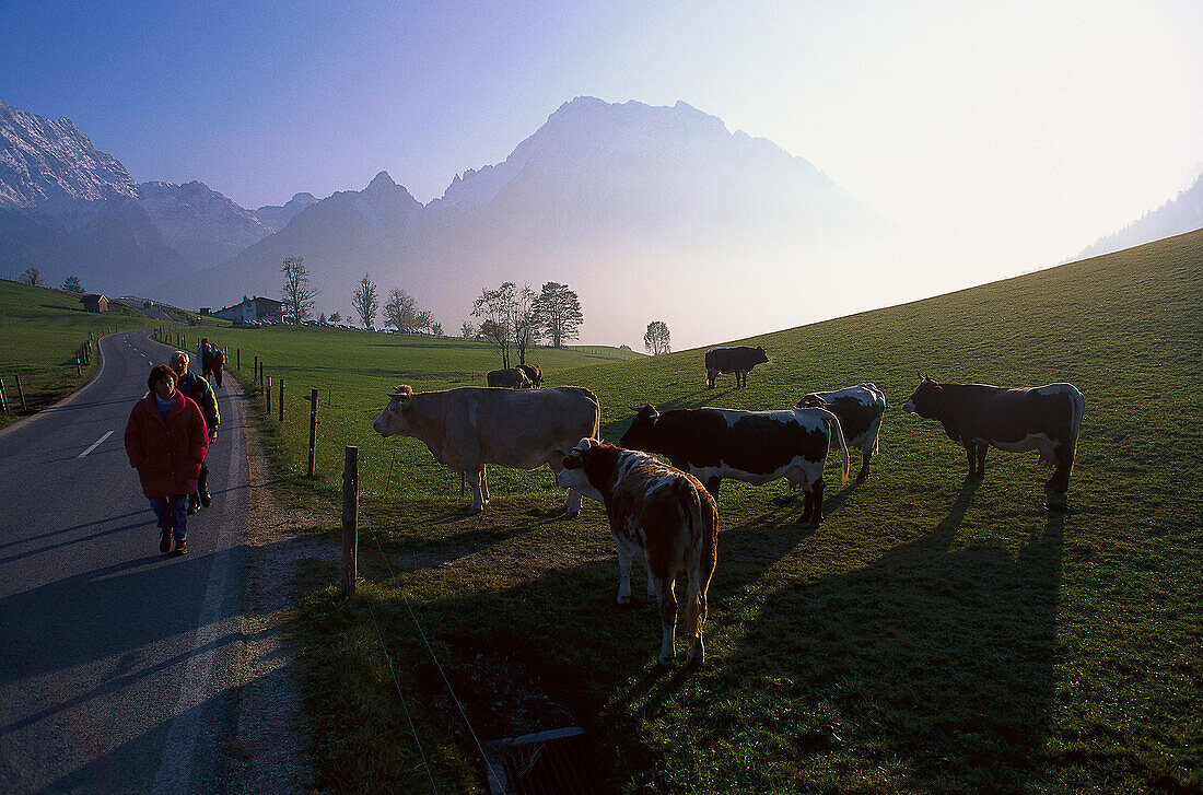 Kuehe auf der Weide, bei Ramsau, Bayern Deutschland