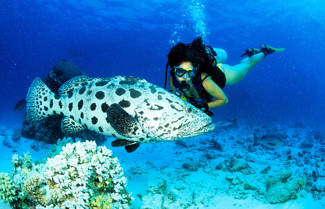 Large fish with diver, Epinephelus, Potato Cod, Cod Hole, Ribbon Reef, Great Barrier Reef, Queensland, Australia