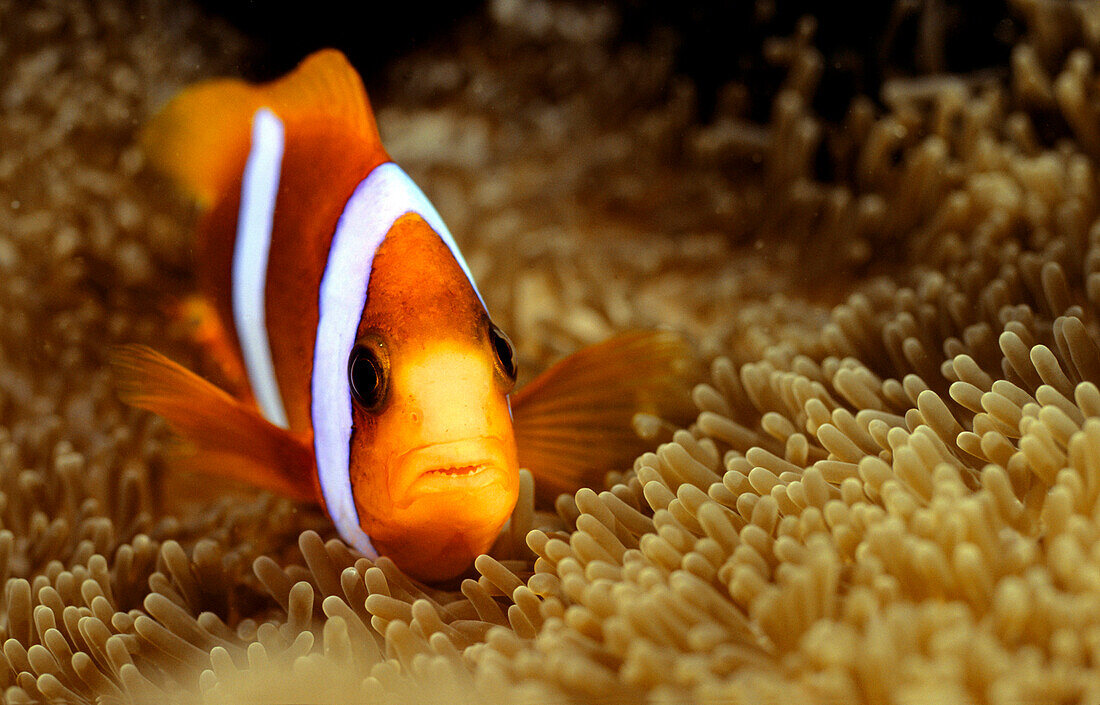 Clown Fish swimming over water plant, Ribbon Reefs, Great Barrier Reef Queensland, Australia