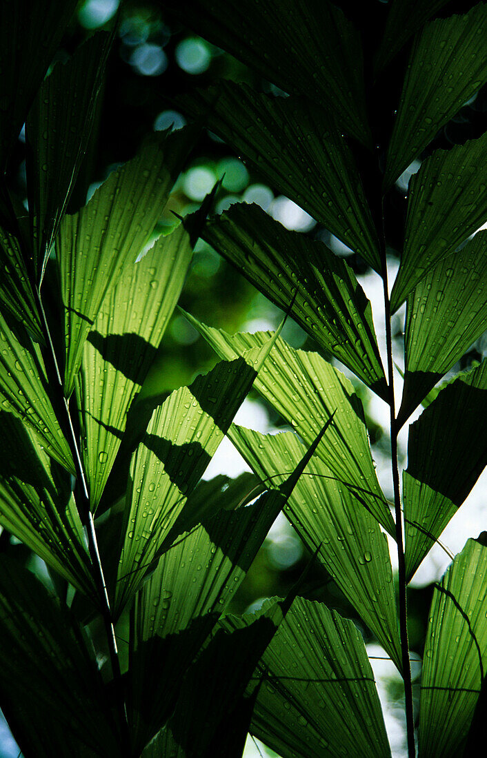 Gingko Farn im Gegenlicht, Kimbe, Melanesien, Papua Neuguinea