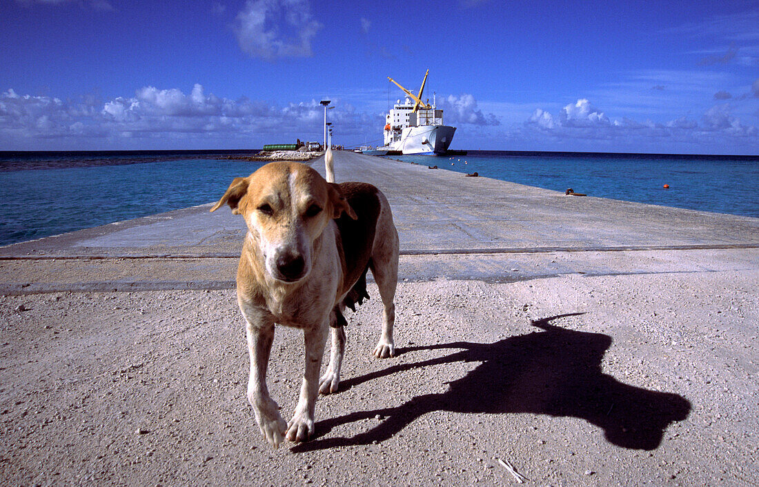 Hund läuft über einen Pier, Makemo, Tuamotu, Französisch Polynesien