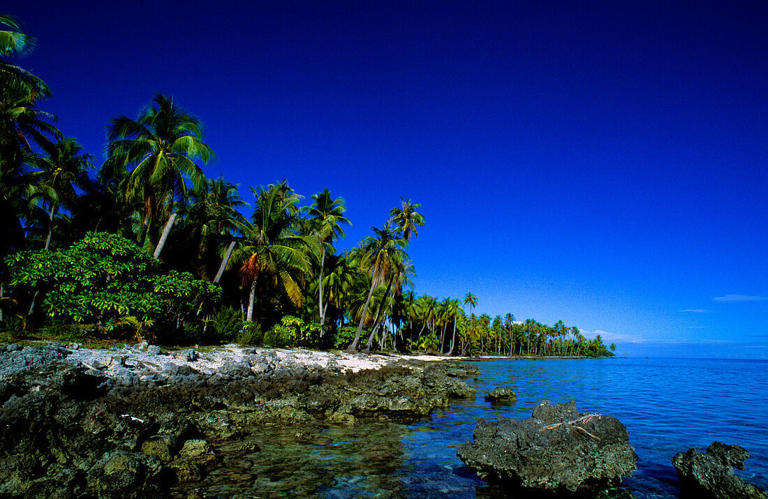 Coral Coast, Palms, Rangiroa, Tuamotu Islands French Polynesia, South Pacific