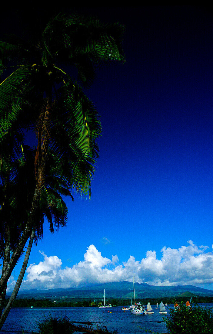 BAy, Yachts, Palms, Presqu' Ile, Tahiti, Windward Islands French Polynesia, South Pacific