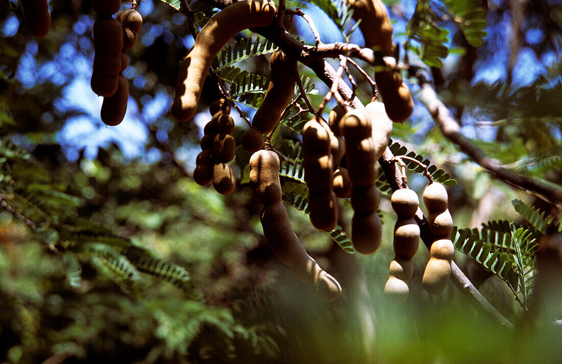 Tamarind, Plant, Ua Huka, Marquesas, French Polynesia, South Pacific
