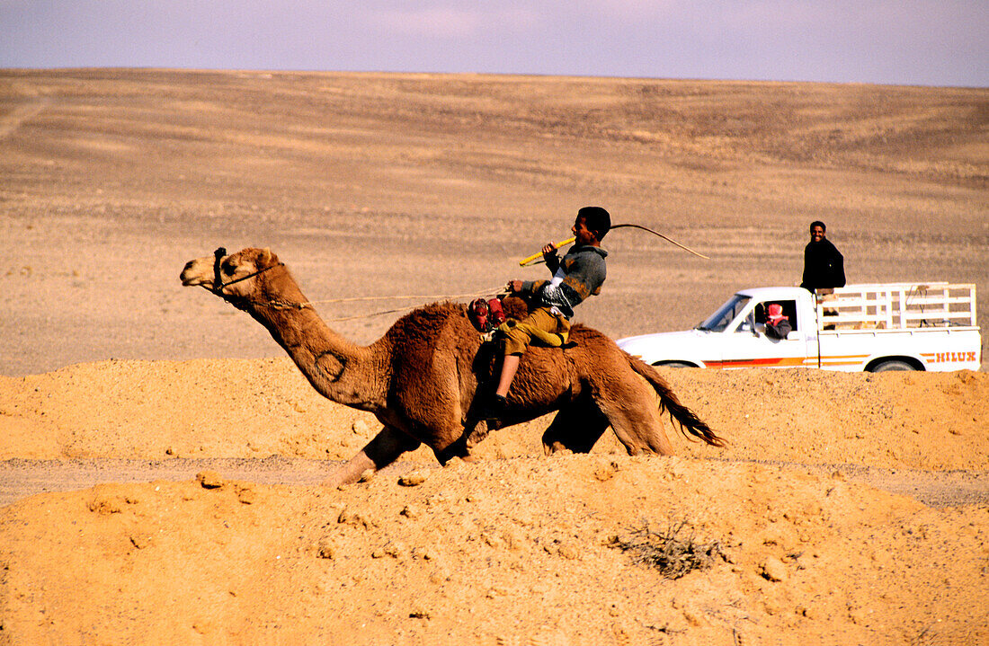 Boy, Camel Race, Desert near Saudi Arabia Jordan, Middle East