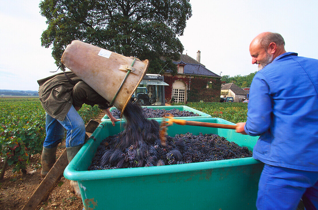 Vintage, Cote de Nuits Burgundy, France