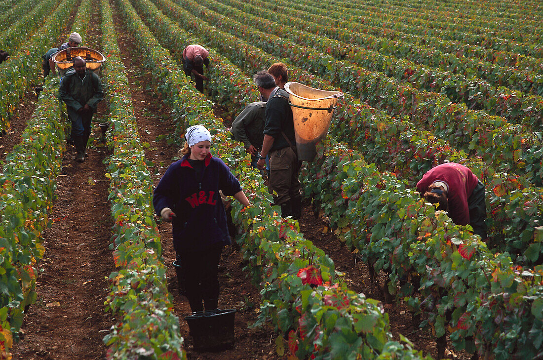 Vintage, Côte de Nuits Burgundy, France