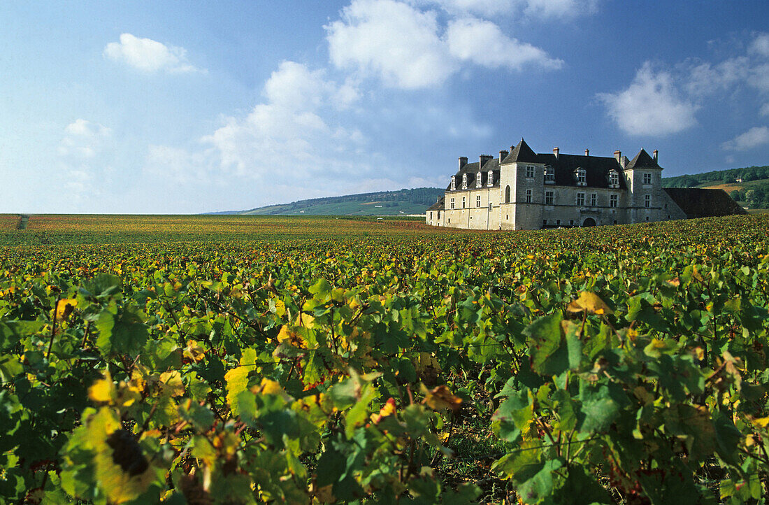 Schloss und Weinfeld unter blauem Himmel, Château du Clos de Vougeot, Côte de Nuits, Burgund, Frankreich