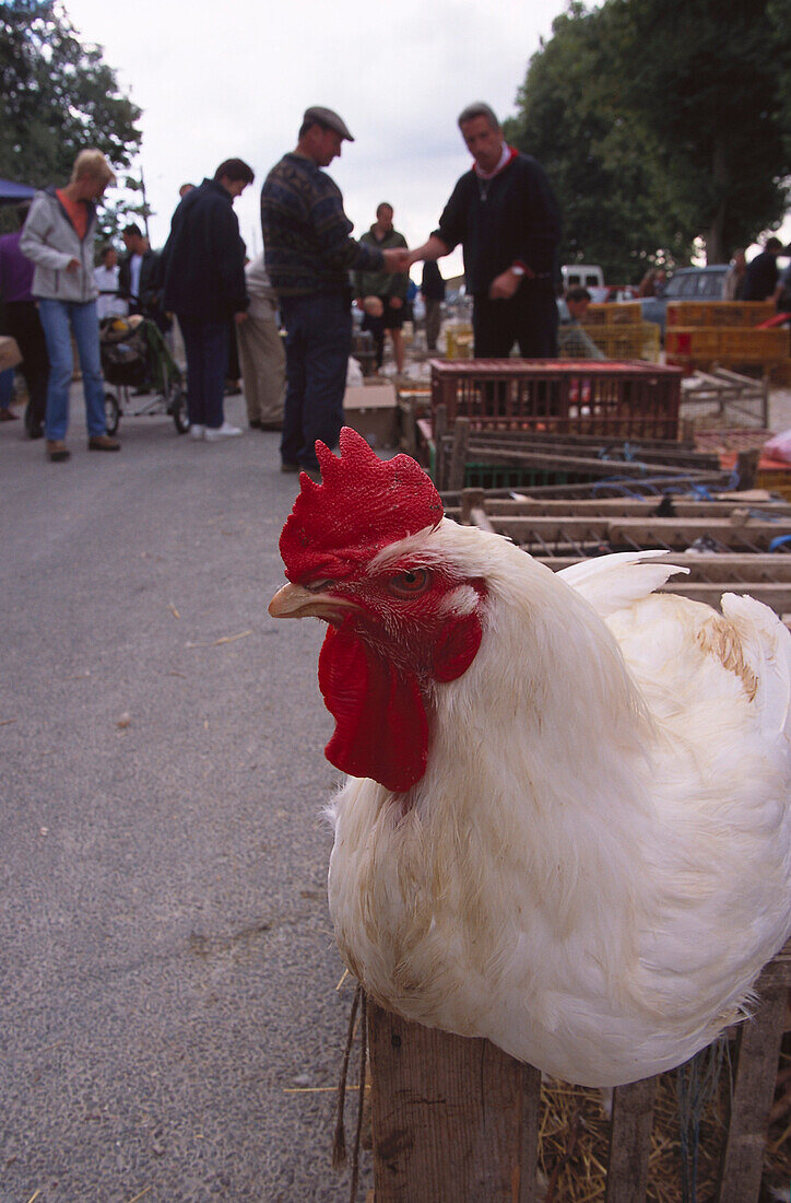 Monday market, Chicken, Louhans Burgundy, France