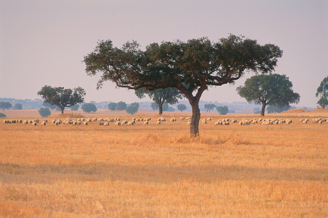 Korkeichen und Schafe bei Sta. Vitoria, Alentejo, Portugal