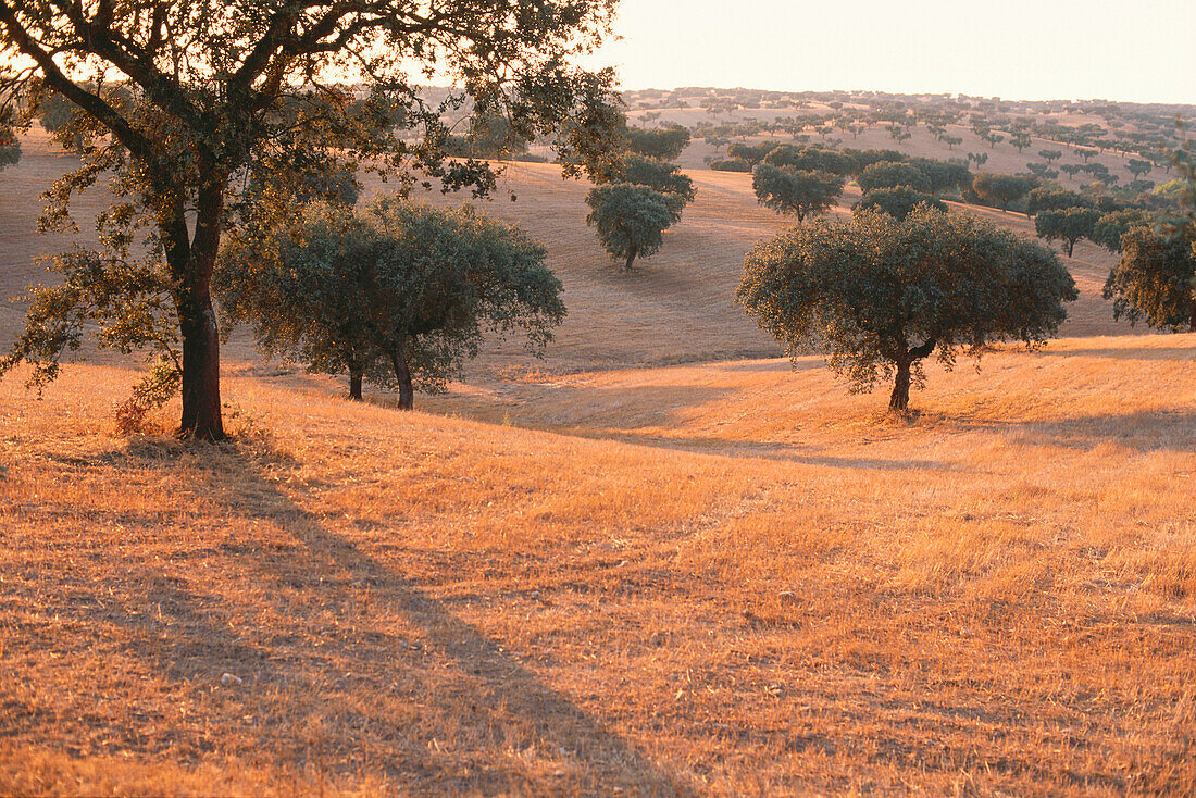 Korkeichen bei Albernoa, Alentejo, Portugal