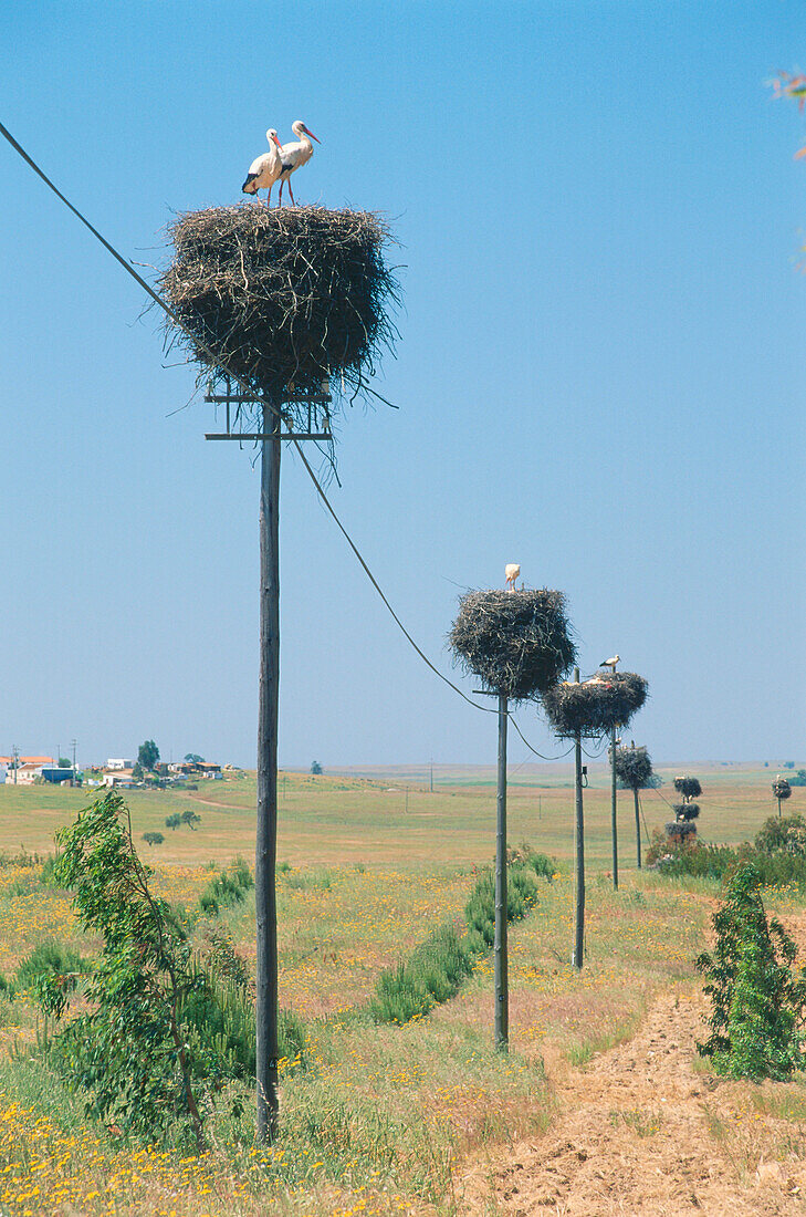 Storchennester auf Strommasten, Alentejo, Portugal