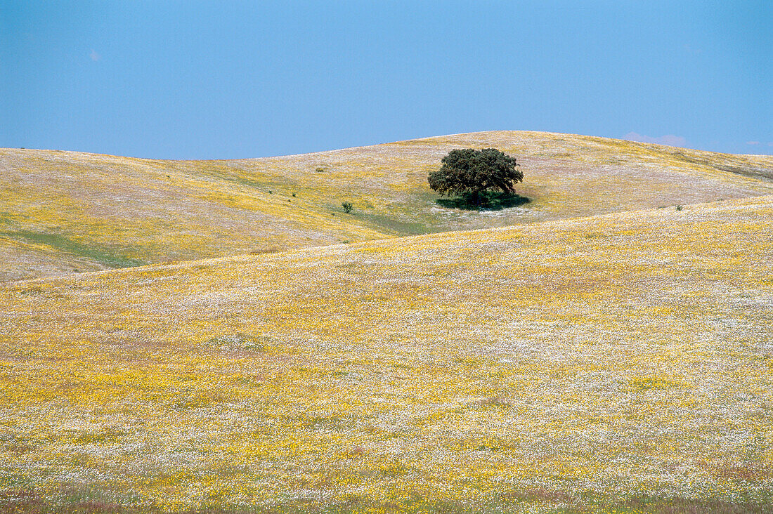 Korkeiche bei Albernoa, Alentejo, Portugal