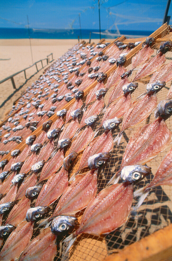 Trocknender Fisch am Strand, Nazaré, Portugal