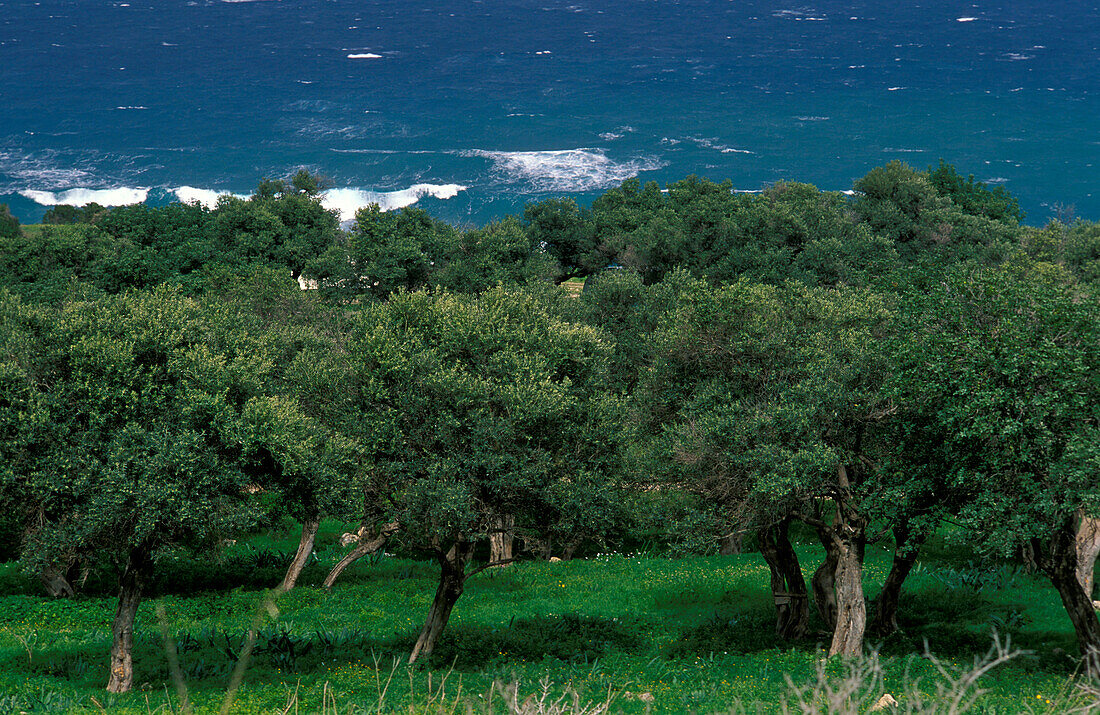 Coast & Olive trees, Akamas, South Cyprus Cyprus