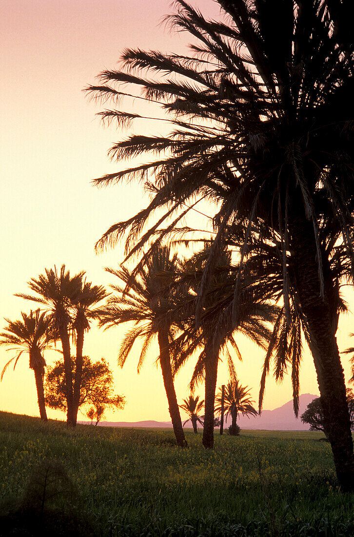 Palm grove, near the Hala Sultan Tekke Mosque, Larnaka, South Cyprus, Cyprus