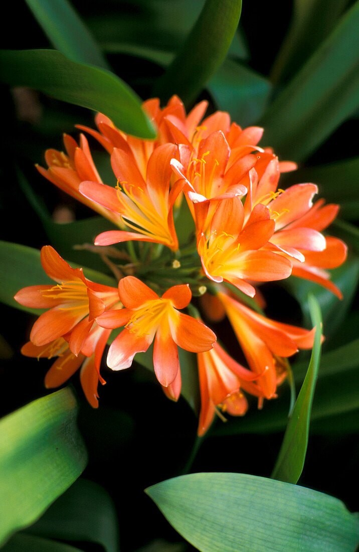 Jardim Bonatico, Quinta, Funchal, Madeira Portugal